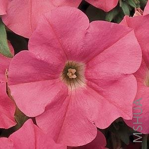 067 Petunia Easy Wave Salmon.jpg