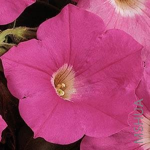 065 Petunia Easy Wave Pink.jpg
