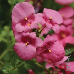 003.Diascia DiamonteLavender Pink.jpg