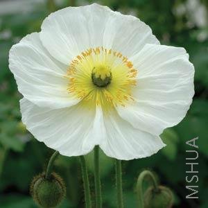 027 Papaver Champagne Bubbles White.jpg