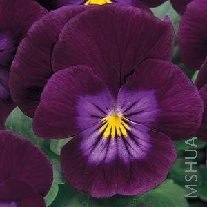 037 Pansy Rain Purple.jpg