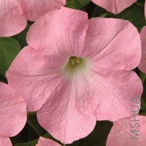 068 Petunia Easy Wave Shell Pink.jpg