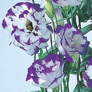 009.Lisianthus Cut Flowr Abc 2-3 Blue Rim.jpg