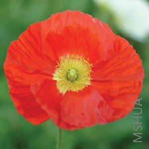 028 Papaver Champagne Bubbles Scarlet.jpg