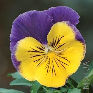 030 Pansy Matrix Morpheus.jpg