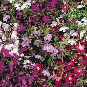 025 Lobelia Regatta Mix.jpg