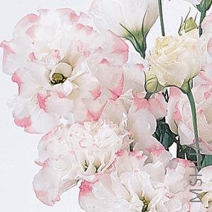005.Lisianthus Cut Flowr Abc 1-1 Rose Rim.jpg