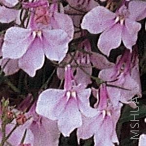 022 Lobelia Regatta Lilac.jpg