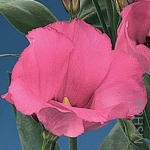 012 Lisianthus Cut Flowr Laguna 4-4 Rose Deep.jpg