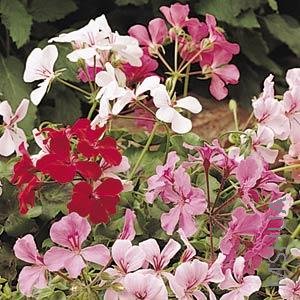 Geranium Ivy Summer Showers Mix��ɫ.jpg