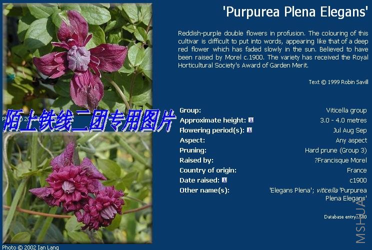 c10'Purpurea Plena Elegans'.JPG