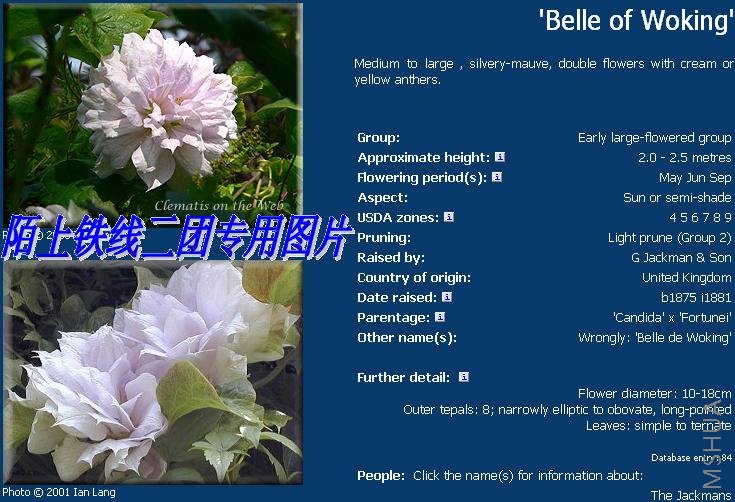 c16'Belle of Woking'.JPG