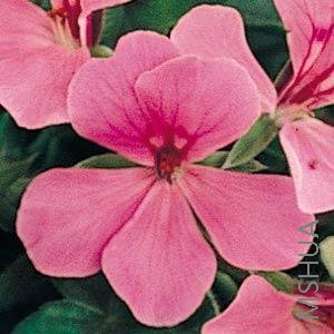 Geranium Ivy Summer Showers Pink�ۺ�ɫ.jpg