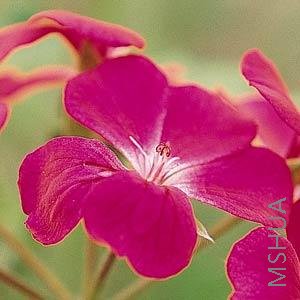 Geranium Ivy Summer Showers Fuchsia�Ϻ�ɫ.jpg