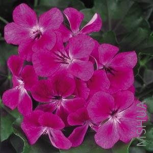 Geranium Ivy Summer Showers Burgundy�ƺ�ɫ.jpg