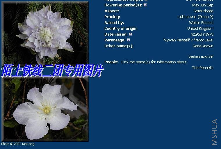 c20'Veronica's Choice'��.JPG
