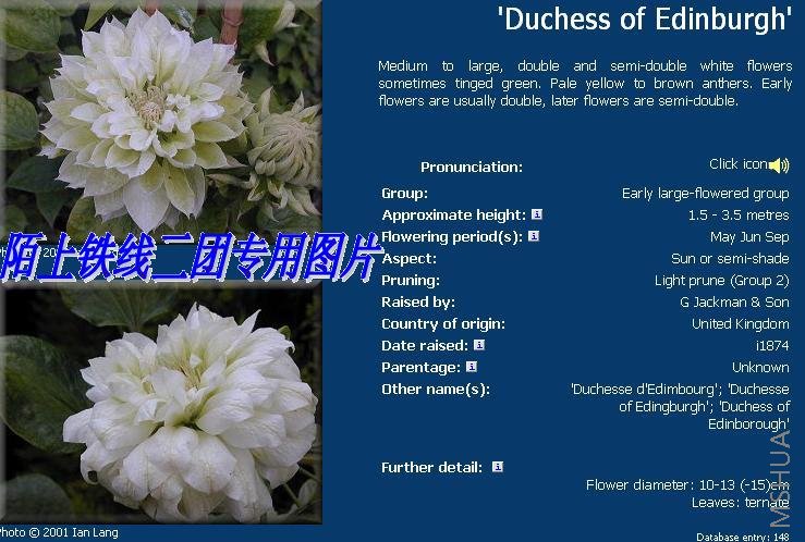 c18'Duchess of Edinburgh'.JPG