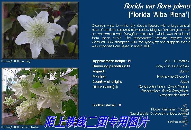 c22florida var flore-pleno.JPG