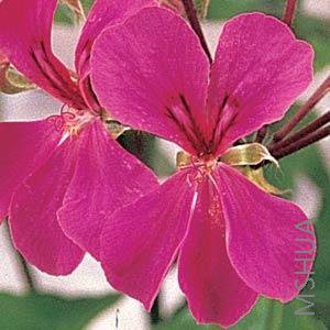 Geranium Ivy Summer Showers Roseõ���ɫ.jpg