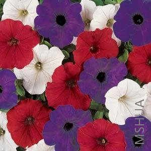 070 Petunia Easy Wave Mix The Flag.jpg