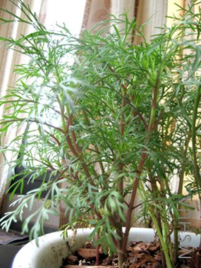 ��øо�������ã���ϧ����Ĳ���Ч��