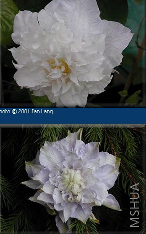 Veronica's Choice.jpg