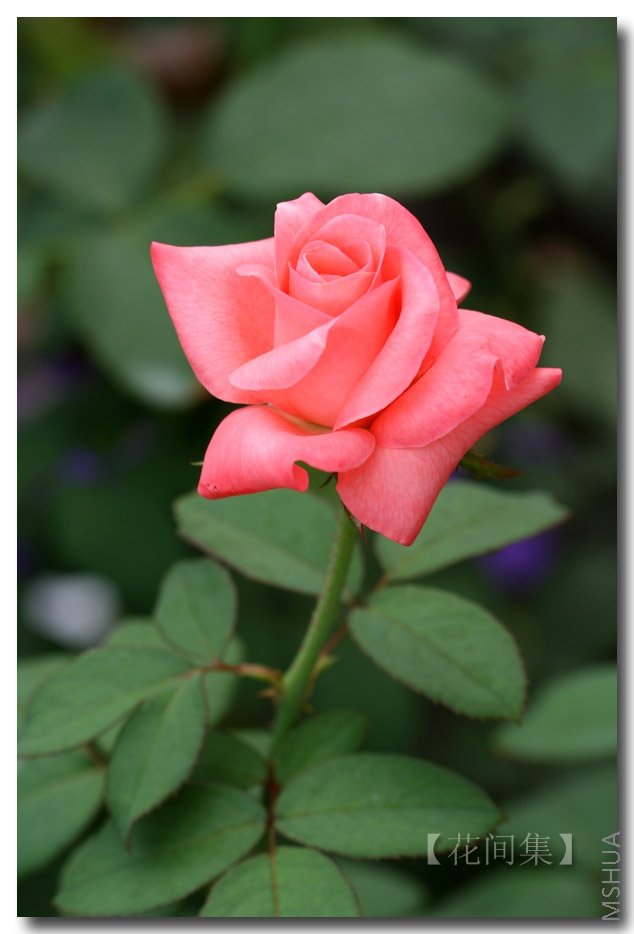 IMG_3919 ����.jpg