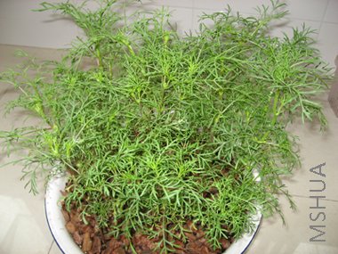 �������ժ�ģ���˹�ճ���Խ��Խ��ʵ