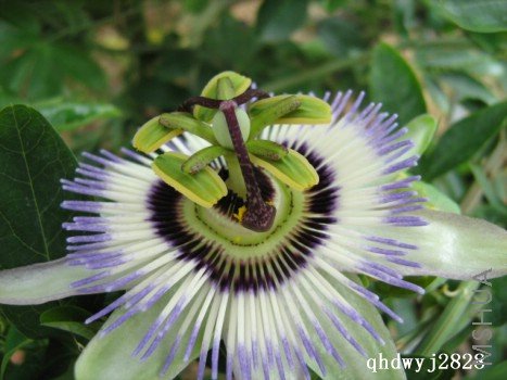 ���� 1068.jpg