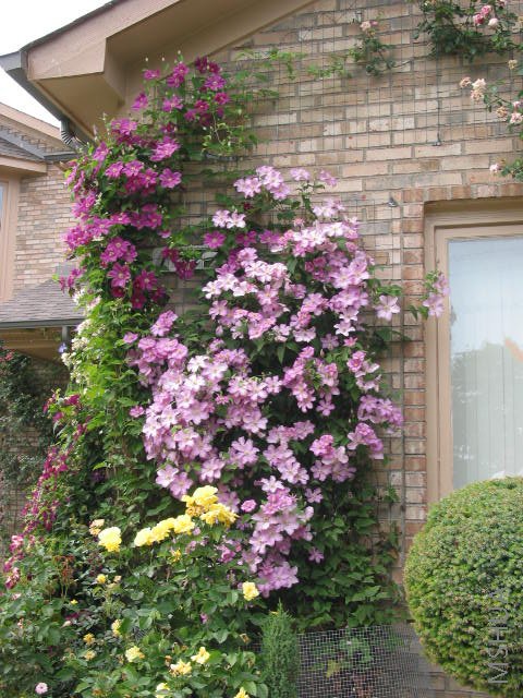 Comtesse de Bouchaud.jpg