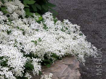 Clematis_terniflora_mandshurica.jpg
