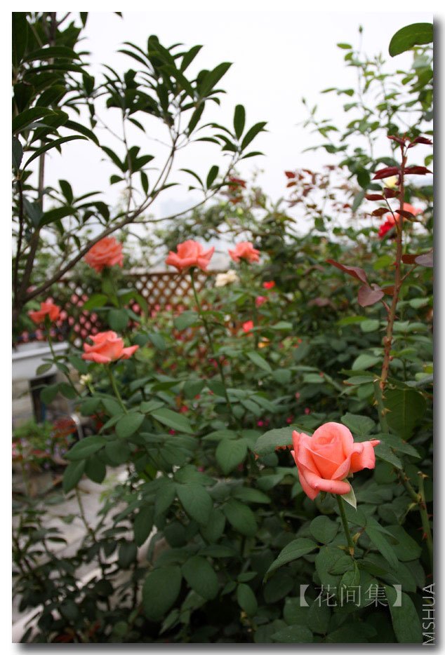 IMG_3912 ����.jpg