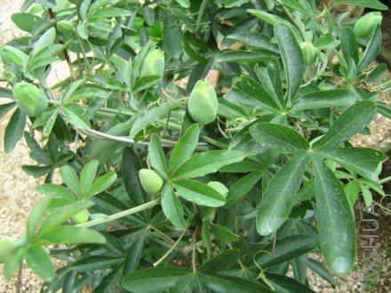 ���� 1067.jpg