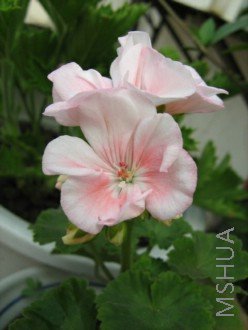 ���� 1109.jpg