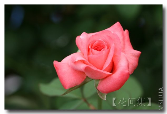 IMG_3918 ����.jpg