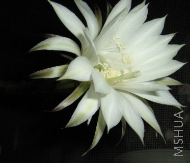 ���� 937.jpg