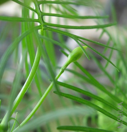 ����Ҳ��ʼ�л����ˣ�