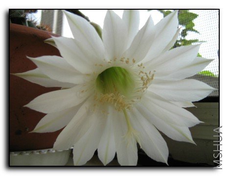 ���� 938.jpg