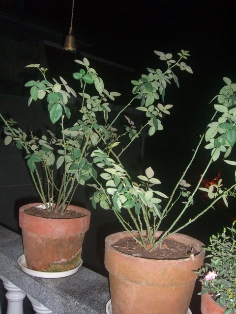 ��ת CIMG9305.JPG