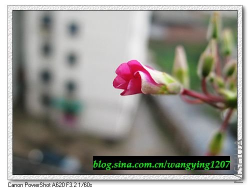 nEO_IMG_8,1�� 002.jpg