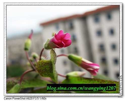 nEO_IMG_8,1�� 006.jpg