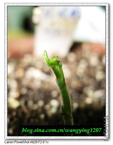 nEO_IMG_8,1�� 037.jpg