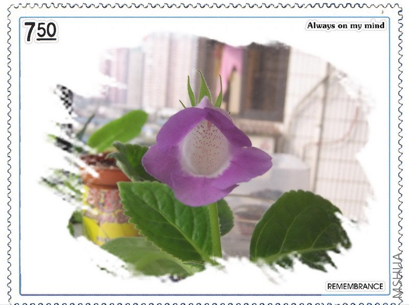 ��ɫ��ͩ1.jpg