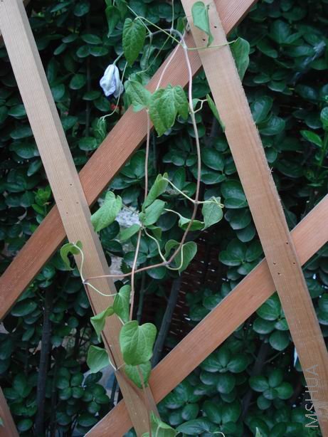 ͻȻ�ò����������