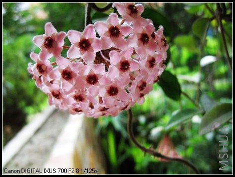 ���������ֿ��ˣ����Ҳ�ֹһ�䣬���ֺö໨�٣��Ժ��еÿ���