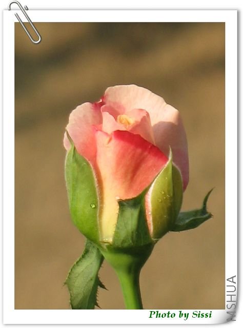 ���ϻ��ٵ���ɫ