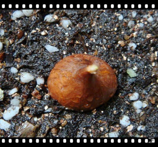 flavaֻ��һ����ϣ����Ҫ�ҵ����������˵���Ǻ�