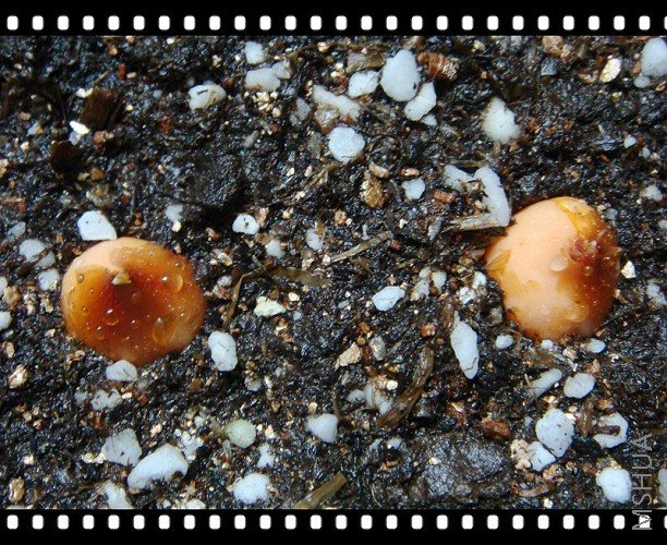 hirta���򡣡���