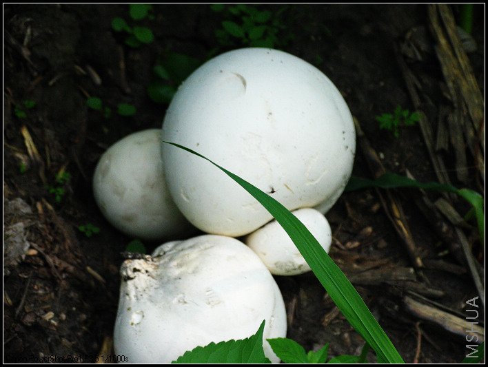 �����˽�������������տ�ʼ�һ���Ϊ���������أ�������֪�����ǣ�����һ��ҩ�ġ�