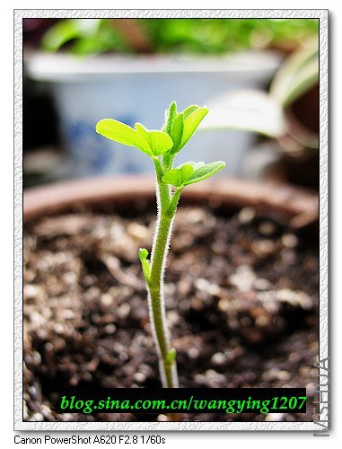 nEO_IMG_8,5�� 020.jpg